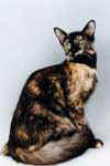 [Mandarin seal tortie, Aprikat Sweetcharity]