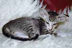 [Oriental brown tabby, Ithai van Scalindjo]