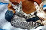 [Oriental black silver spotted tabby, Hermes du Grand Claireau]