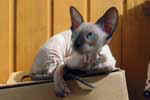 [Peterbald seal point, Anais Volshebny Zver]