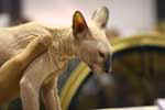 [Peterbald seal tortie point, Bulsara Galinka]