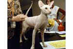 [Peterbald red tabby point, Rurik Volshebny Zver]