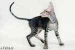 [Peterbald brown tabby, Spots Jr Natural Elegance]