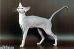 [Peterbald tabby, Tamila Natural Elegance]